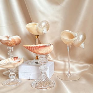May include: A collection of five natural seashells mounted on clear glass pedestals of varying heights and designs. The shells feature smooth, pearlescent, and ridged textures in shades of cream, beige, and soft orange, displayed on clear glass stands.