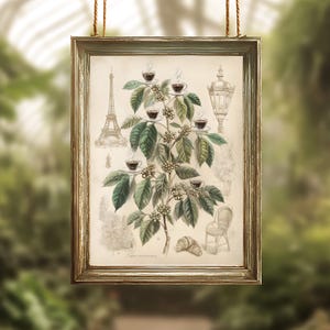 Stampa botanica raffigurante una pianta di caffè parigina / Arte murale stampabile con un romantico caffè parigino / Download digitale di decorazioni per la casa in stile vintage francese