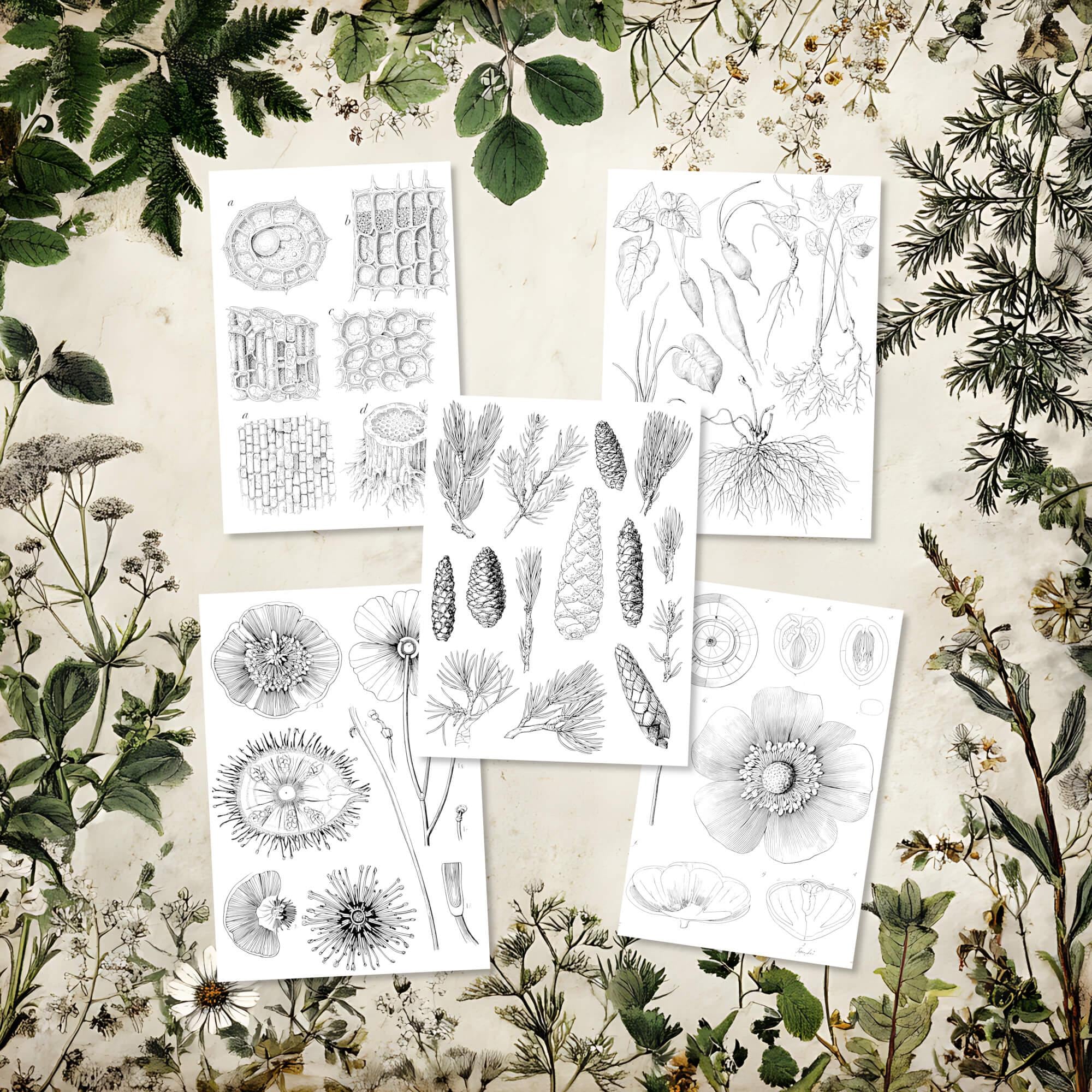 Botany Study Coloring Pages: 10 Printable Sheets for A4 & US Letter ...