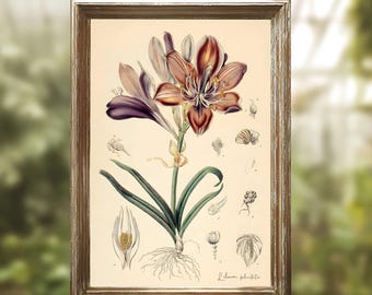 Happiness Lily Vintage Botanical Print | Printable Floral Wall Art | Imaginary Purple Terracotta Flower Poster | Antique Floral Illustration