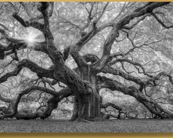 Angel Oak Tree Canvas Poster,Landscape Wall Art Design,Modern Wall Decor For Home & Office Decoration,Poster Or Canvas Ready To Hang