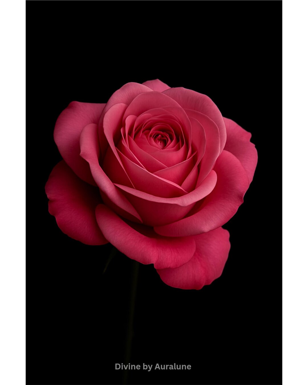 Pink Rose Art Print • Elegant Floral Illustration • Botanical Art ...