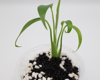 Monstera Burle Marx Flame | Exact Plant