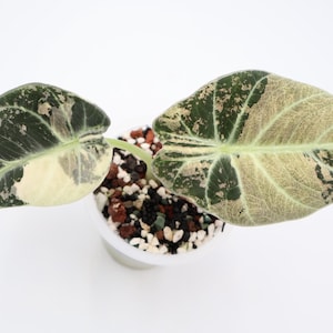 Alocasia Pink Ninja | Exact Plant - Etsy