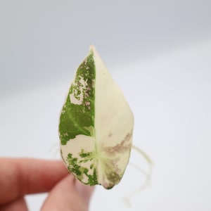May include: A variegated Alocasia leaf featuring a heart-shaped blade with a distinct pattern of creamy white and deep green sections. The leaf surface displays mottled splashes of light pink and green, with thin, pale roots extending from the base.