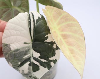 Alocasia Amazonica Dwarf Starter Plant (ALL STARTER PLANTS Require