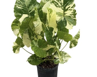 Alocasia Gageana Albo-variegated | U.S Only - Very Nicely