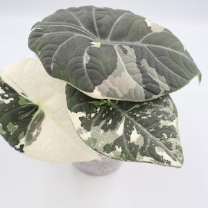 zimmerpflanze ufopflanze Pilea Ufopflanze kaufen  Green Me Up