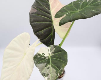 Regal Shield Albo Variegated Alocasia Corm A85 HUGE - Etsy