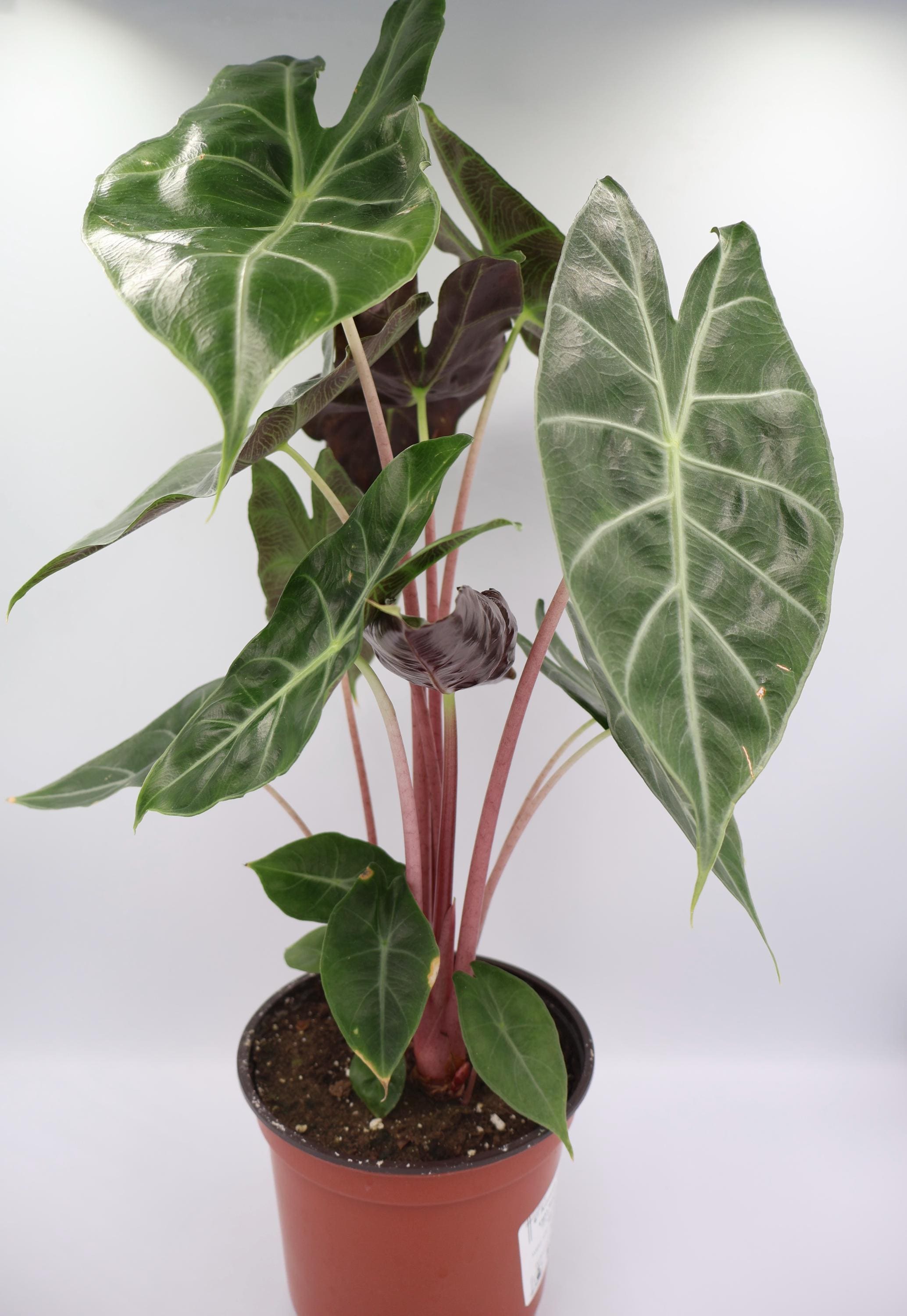 Alocasia Morocco - Etsy
