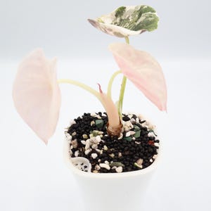 Alocasia Cuprea True Pink - Etsy
