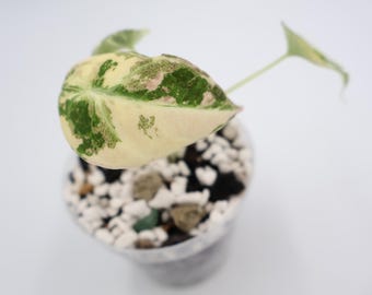 6887 Variegated Dioscorea Pink/mint Pixel Pup - Etsy