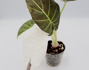 Regal Shield Albo Variegated Alocasia Corm A7 A23 A24 A25 - Etsy