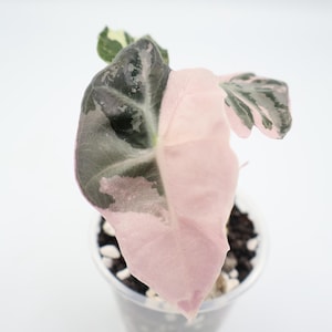 Pink Polly Variegated Alocasia - Etsy