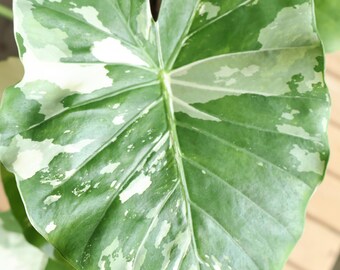 Alocasia Gageana Albo-variegated | U.S Only - Very Nicely