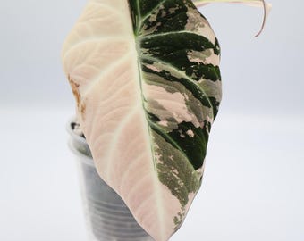 6887 Variegated Dioscorea Pink/mint Pixel Pup - Etsy