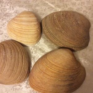 May include: Four large, brown seashells with a ridged texture. The shells are arranged in a semi-circle on a white surface.