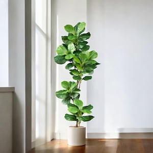 以下が含まれることがあります： クリーム色の鉢に入った、背の高い緑色のフィカス・リラータの植物。植物は大きく鮮やかな緑色の葉と細い幹を持っています。鉢は木の床に置かれ、背景には白い壁と窓があります。インテリアに人気の植物です。