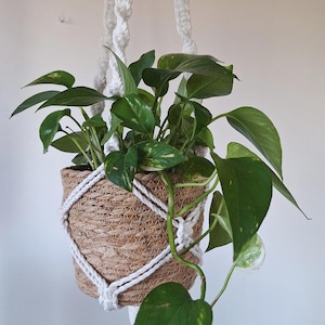 Può includere: Una pianta sospesa in un cesto intrecciato con un supporto in macramè bianco. La pianta ha grandi foglie verdi con variegature gialle. Il cesto è marrone e il macramè è bianco. La pianta è contro un muro bianco.