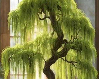 Bonsai Grönt Gråtande Pilträd Skärning – Tjock Stammig Dvärgbonsai Startväxt