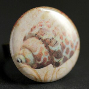 May include: A round, white button with a glossy finish features a detailed image of a seashell with brown, white, and pink markings. The seashell is surrounded by a light brown background with a subtle texture.