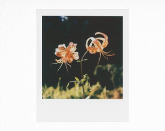 Tiger Lily - Original Polaroid Photograph