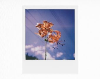 Tiger Lily - Original Polaroid Photograph