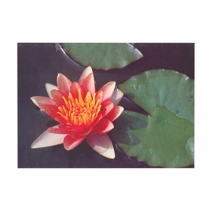 cartões de felicitações vintage Water Lily flor de verão em branco