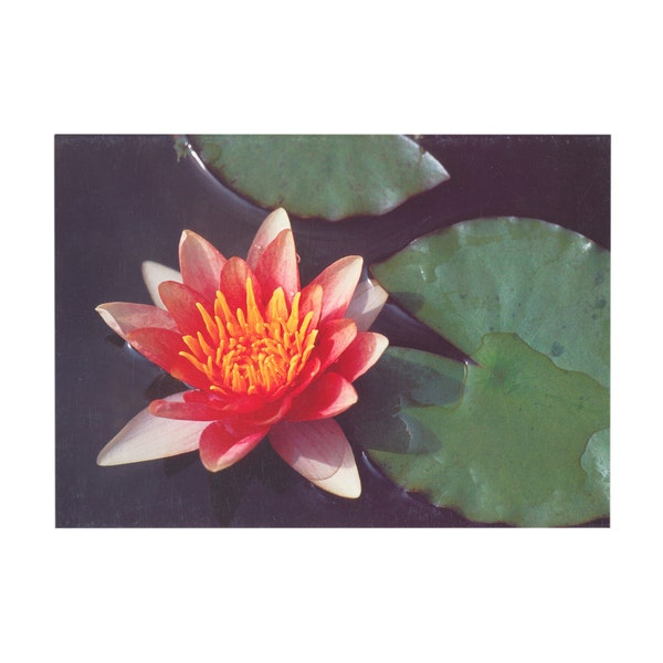 vintage Water Lily summer flower blank greeting cards