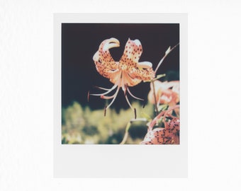 Tiger Lily - Original Polaroid Photograph