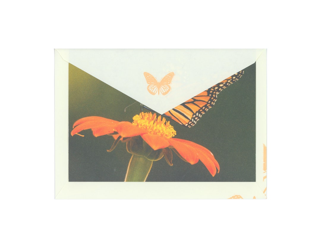 Vintage Monarch Butterfly Summer Flower Blank Greeting Card and ...
