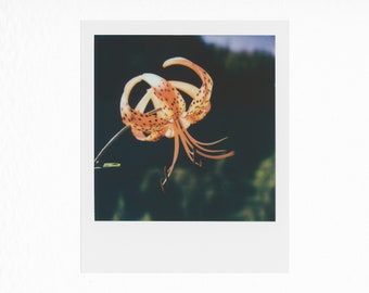 Tiger Lily - Original Polaroid Photograph