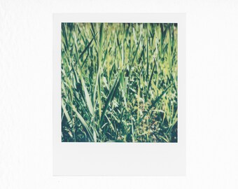 Grass - Original Polaroid Photograph