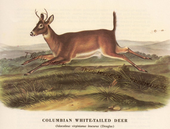 Audubon Antelope Columbian WhiteTail Deer Vintage prints Color | Etsy