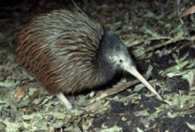 New Zealand Kiwi bird charm~925 Sterling silver~ kiwi charm