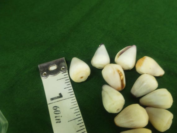 Craft Supplies Hawaiian Cone Shells Kauai Cone Shells Pacific Ocean Shells Kauai Shells Hawaiian Shells Eco Friendly Collected Seashells