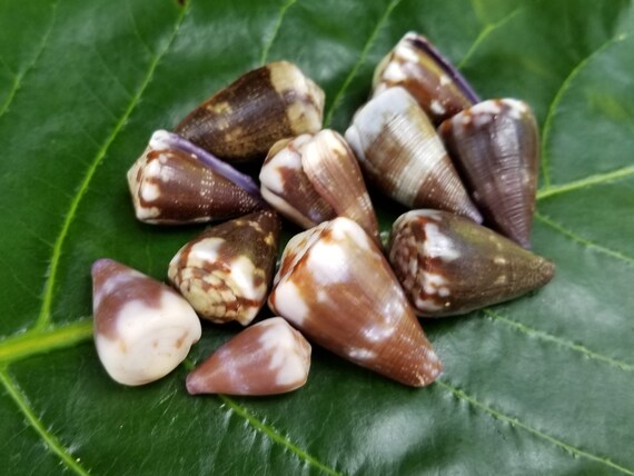 Craft Supplies Hawaiian Rat Cone Shells Kauai Cone Shells Pacific Ocean Shells Kauai Shells Hawaiian Shells Eco Friendly Collected shell