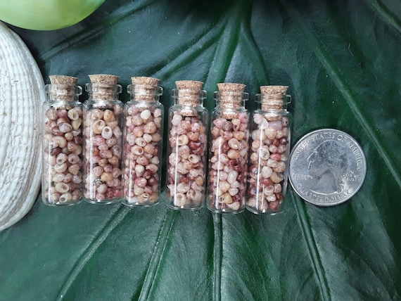 Sea Shells Rare Shells Kauai Shells Small Vials Hawaiian Kahelelani Shells Kauai Hawaiian Weddings Gift Hawaiian Decorations Ni'ihau Shells