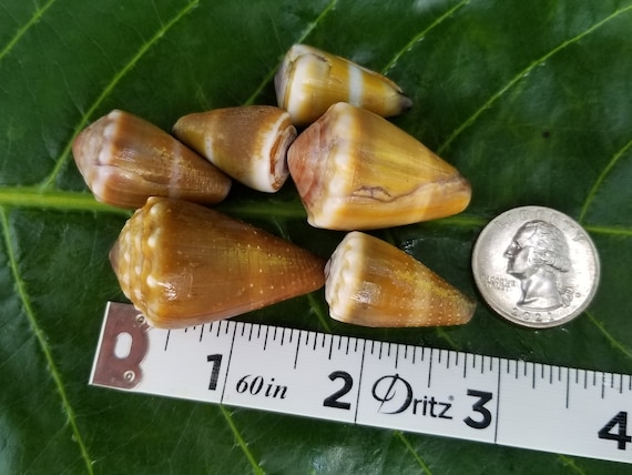 Craft Supplies Hawaiian Cat Cone Shells Kauai Cone Shells Pacific Ocean Shells Kauai Shells Hawaiian Shells Eco Friendly Collected shell