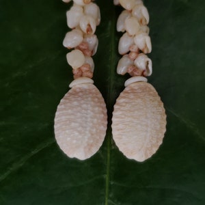 Momi Shell Earrings Kauai Kahelelani Earrings Hawaiian Shell Earrings Momi Shells Kahelelani Shells Kauai Beach Shells Hawaiian Rare Shells