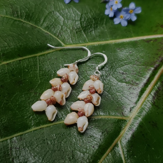 Shell Earrings Kauai Kahelelani Shell Earrings Hawaiian Momi Shell Earrings Momi Shells Kahelelani Shells Kauai Momi Shells Niihau Shell