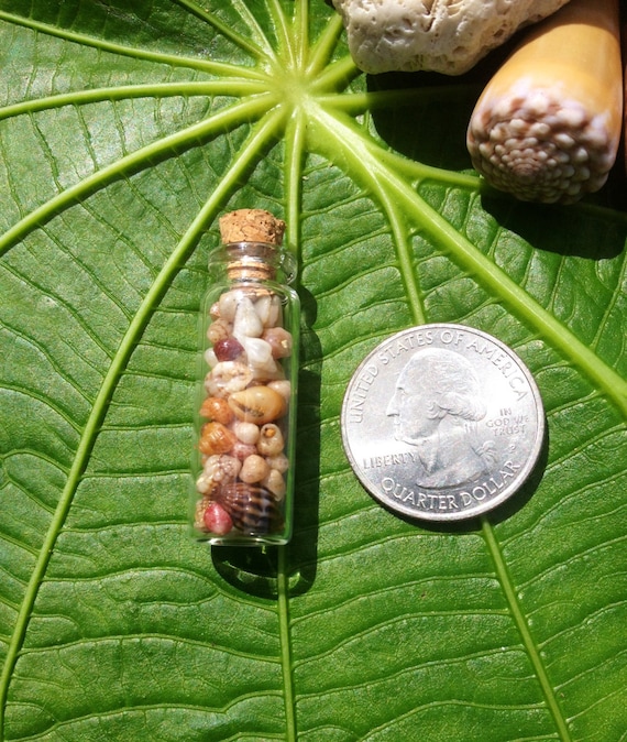 Kauai Shells: Loose Hawaiian Shells, Beach Craft Supplies, Weddings Gifts, Hawaiian Decorations, Hawaiian Wedding Gift, Small Shells