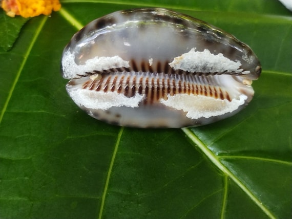 Reticulated Cowrie Shell: Rare Shells, Pacific Ocean Shells, Kauai Shells, Hawaiian Rare Shells, Eco Friendly Collected Reticulated Cowrie