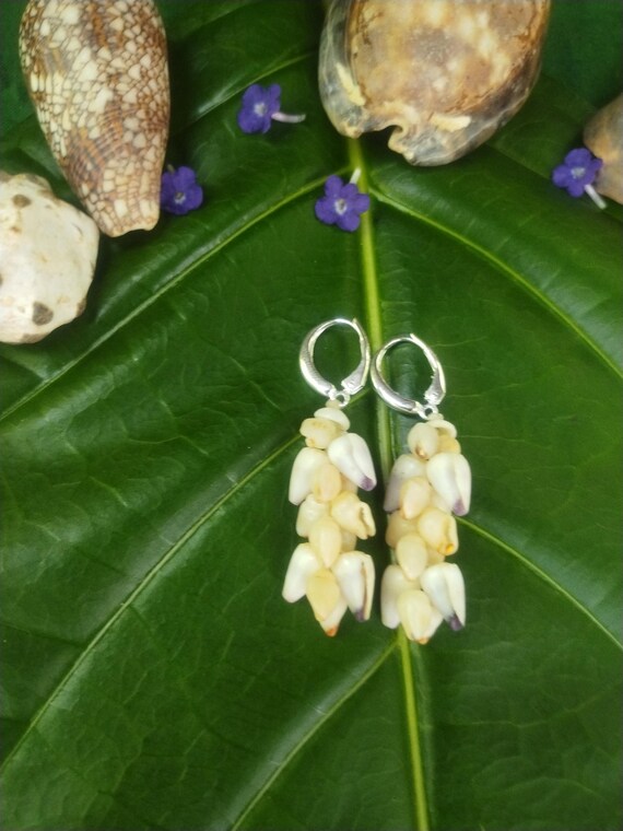 Cone Shell Earrings Kauai Momi Shell Earrings Hawaiian Momi Shell Earrings Momi Shells Kahelelani Shells Kauai Momi Shells Niihau Shell