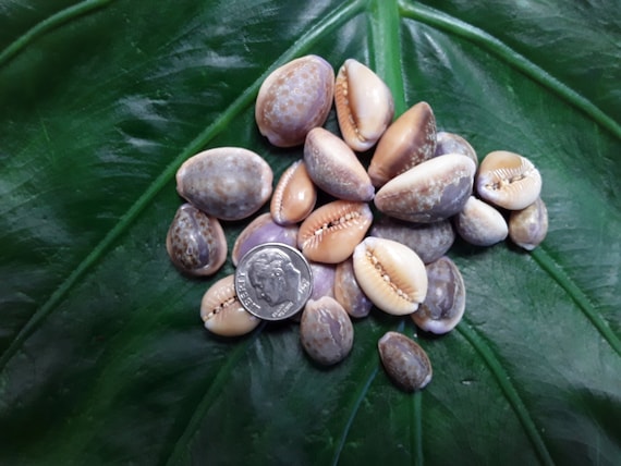 Craft Supplies Hawaiian Shells Kauai Honey Cowrie Shells Pacific Ocean Shells Kauai Shells Hawaiian Shells Eco Friendly Collected Seashells