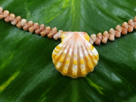 Sunrise Shell Lei: 20.5' inch, Kauai Kahelelani Shells,  14kt Gold Clasp, Langford Pectin Shell,  Kauai Handmade Niihau Shell Necklace
