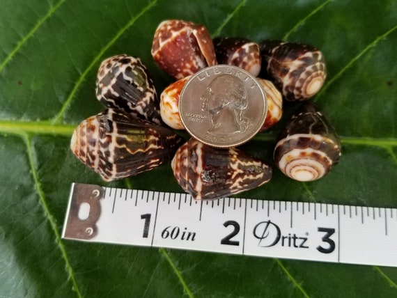 Craft Supplies Hawaiian Chaldean Kauai Cone Shells Pacific Ocean Shells Kauai Shells Hawaiian Shells Eco Friendly Collected shell