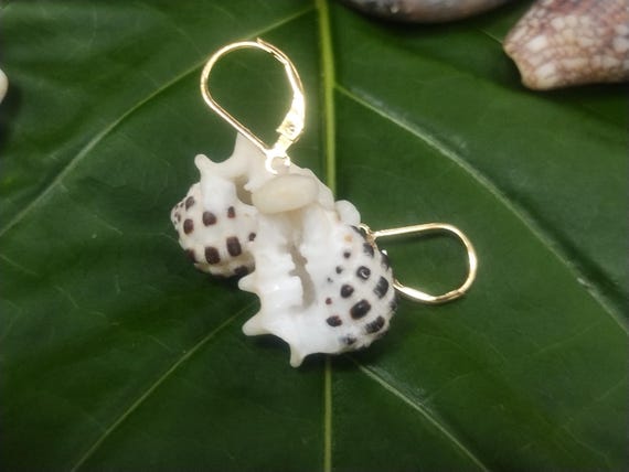 Drupe Shell Earrings Puka Shell Earrings Earrings Mermaid Earrings Eco Friendly Collected Kauai Shells Handmade Kauai Beach Earrings Shells