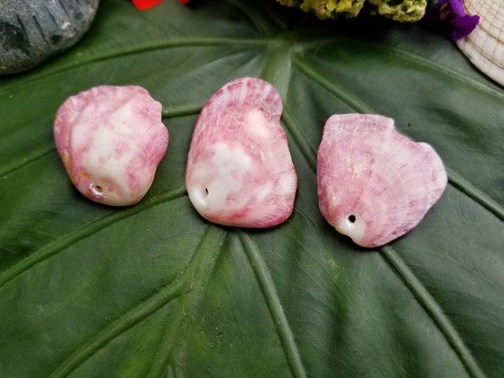 Craft Supplies Hawaiian Shells Kauai Shells Spondylus Oyster Shells Kauai Shells Hawaiian Shells Eco Friendly Collected Kauai Seashells