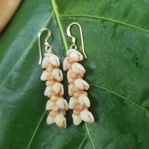 Shell Earrings Kauai Kahelelani Shell Earrings Hawaiian Momi Shell Earrings Momi Shells Kahelelani Shells Kauai Momi Beach Shells Rare Shell